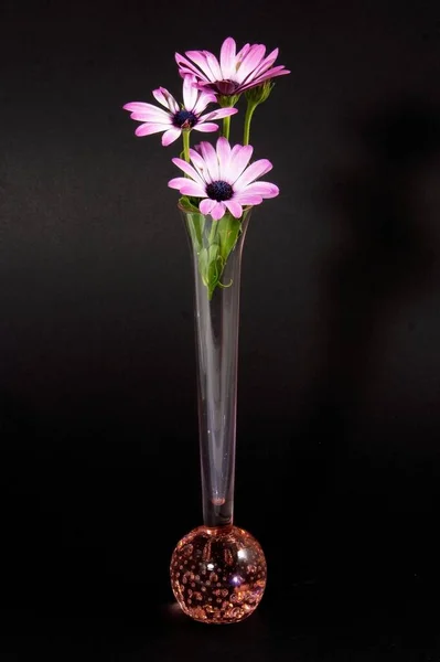 Pink White African Daisy Floral Display Decorative Vase Close Isolated — Stock Photo, Image