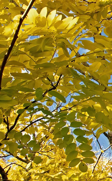 Colourful golden sunlit leaves of the Black Locust Tree also known as Robenia Tree (Pseudoacacacia ) with bright yellow golden leaves, dark bark covered tree trunk and branches. Beauty in nature closeup. Australia.