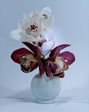  White and purple Cymbidium Orchids (Boat Orchids) closeup; in a white ceramic vase.  Fresh flowers close up isolated on a white coloured background. Wall art and decoration image.