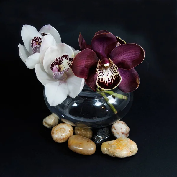 Mooie Witte Paarse Cymbidium Orchideeën Boot Orchidee Bloesem Een Glazen — Stockfoto