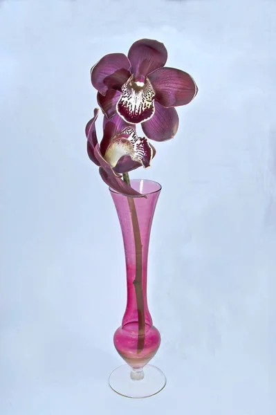 Lila Cymbidium Orchids Csónakorchideák Közelkép Egy Áttetsző Rózsaszín Díszítő Üveg — Stock Fotó