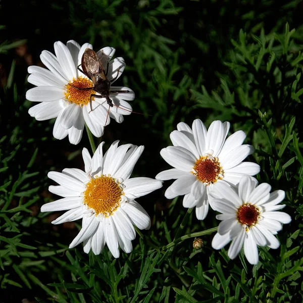 Four Beautiful White Yellow Boston Daisy Flowers Closeup Garden Setting — Zdjęcie stockowe