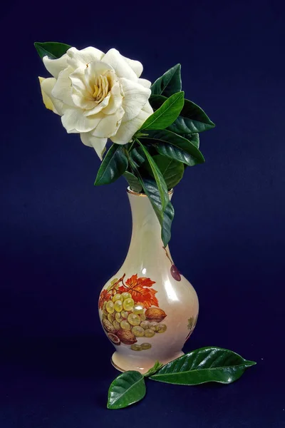 Gyönyörű Fehér Gardenia Gardernia Jasmonoides Friss Virág Virágzás Közelről Elszigetelt — Stock Fotó