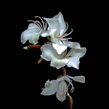 Muhteşem Beyaz Orkide Ağacı çiçekleri (Bauhinia Variegata Alba) siyah bir arka planda izole edilmiş taze çiçekler. Dekoratif duvar resmi.