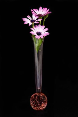 Siyah arka planda izole edilmiş, şeffaf cam bir vazoda pembe ve beyaz Afrika papatya çiçekleri sergileniyor. Duvar sanatı ve dekorasyon resmi.