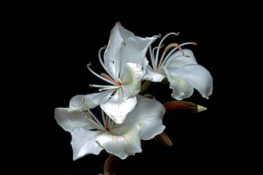 Muhteşem Beyaz Orkide Ağacı çiçekleri (Bauhinia Variegata Alba) siyah bir arka planda izole edilmiş taze çiçekler. Dekoratif duvar resmi.