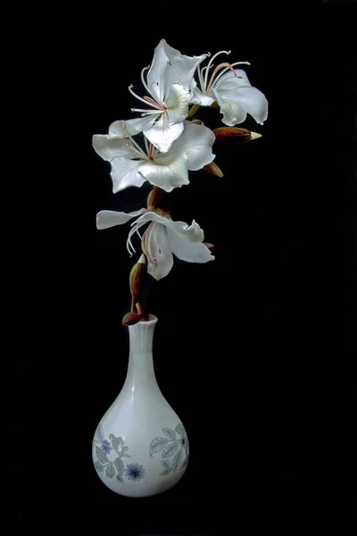 Gyönyörű Fehér Orchidea Virágok Bauhinia Variegata Alba Friss Virágok Záródnak — Stock Fotó