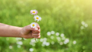 Çiçekli papatya tutan çocuk eli. Çiçeklere odaklan. Beyaz papatya çayı, bulanık çayırın arka planında çiçek açan yabani çiçeklerle.