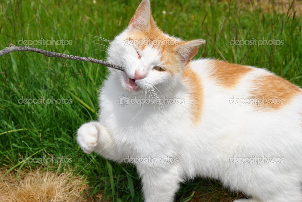 white orange cat