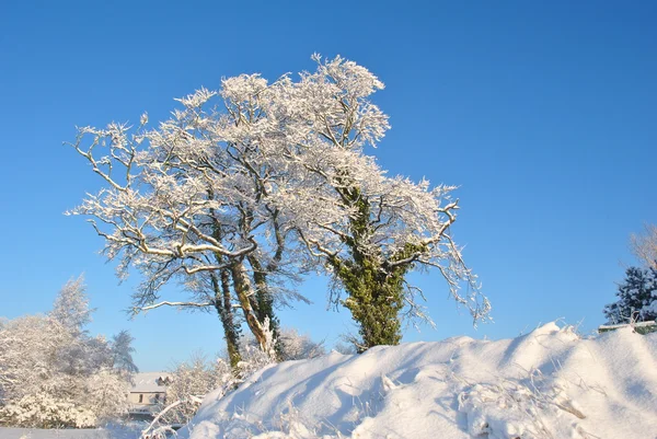 Sunshine on snow covered trees — Stock Photo, Image