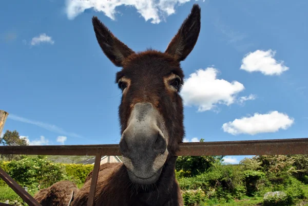 Roztomilý osel — Stock fotografie