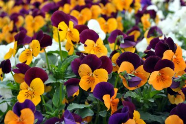 doğal arka plan çiçekler