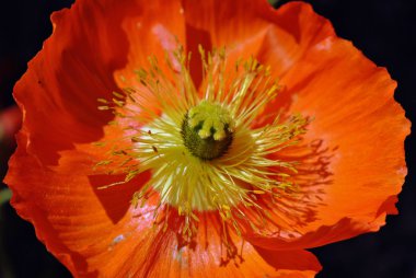 Haşhaş çiçeği yaklaş