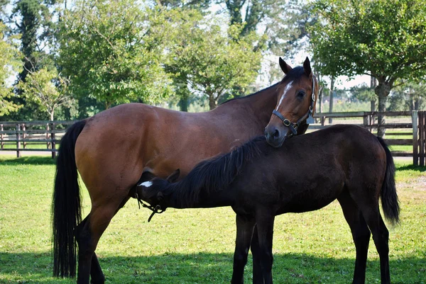 馬と子馬 ロイヤリティフリーのストック写真