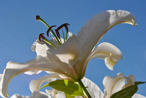 Lillys bianchi — Foto Stock