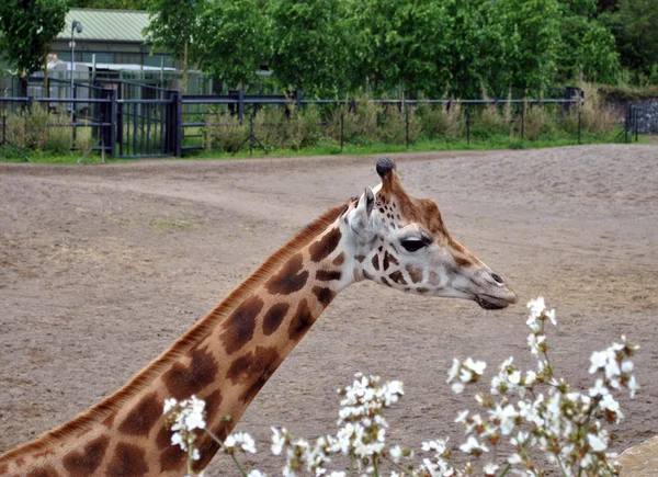 Rothchild giraffa — Foto Stock