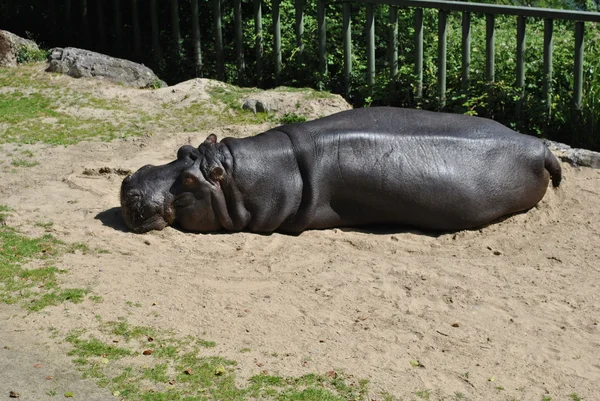 Hipopótamo descansando — Foto de Stock