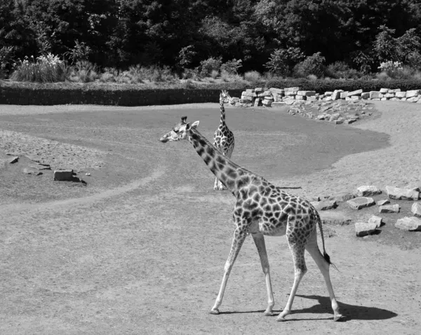 Rothschild Giraffa — Foto Stock