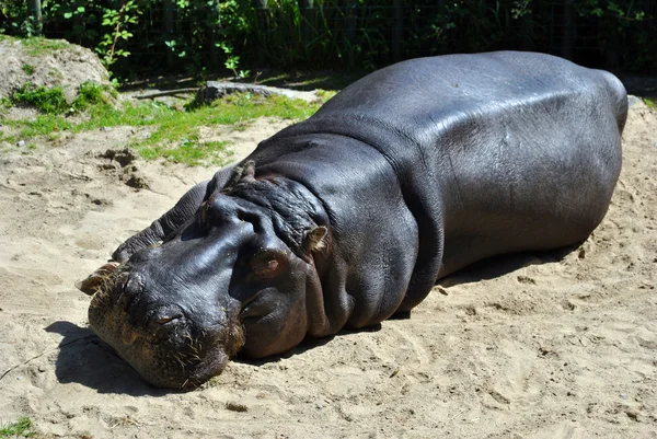 Hippopotame au repos Images De Stock Libres De Droits