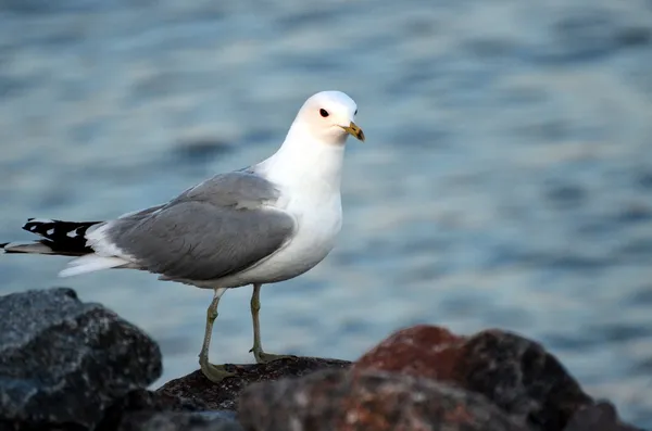 Pájaro — Foto de Stock