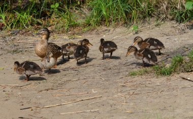 Утка и утятаDuck and Ducklings