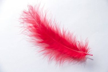 beyaz zemin üzerine kırmızı kuş tüyü