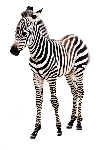 Noworodek zebra stojący. — Zdjęcie stockowe