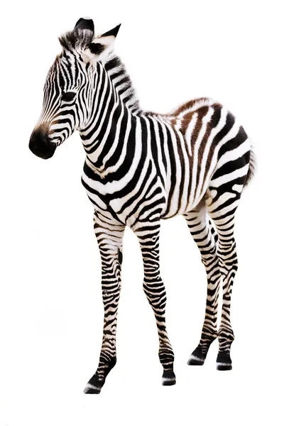 Entzückendes Zebrababy im Stehen. Stockbild
