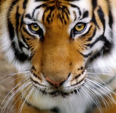 Картина, постер, плакат, фотообои "лицо тигра
. постеры картины животные города", артикул 20146623