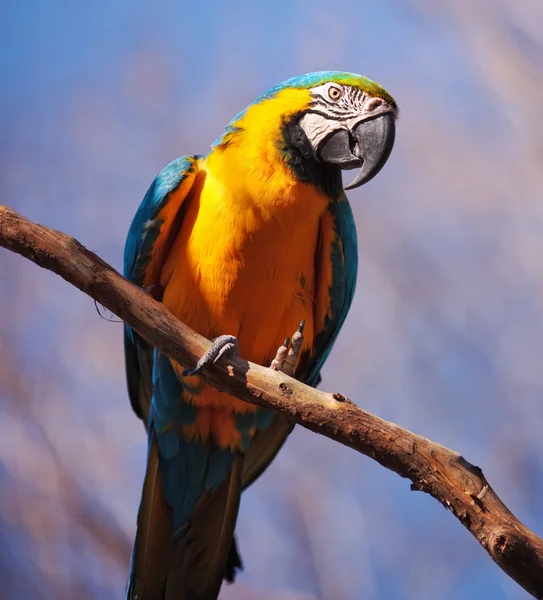 Mavi ve Sarı Macaw