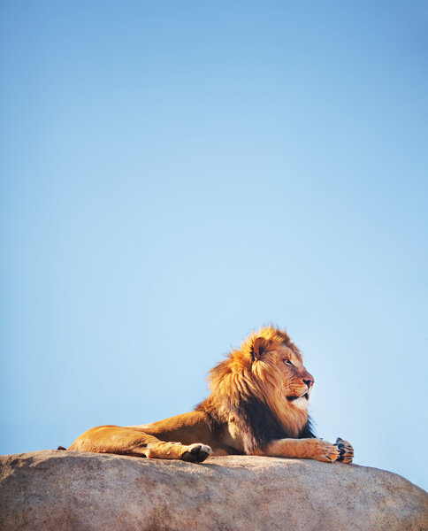 Beautiful Lion on top of a rock with blue sky, (Panthera leo) considered a threatened species.