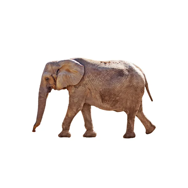 Elefante che cammina, isolato — Foto Stock