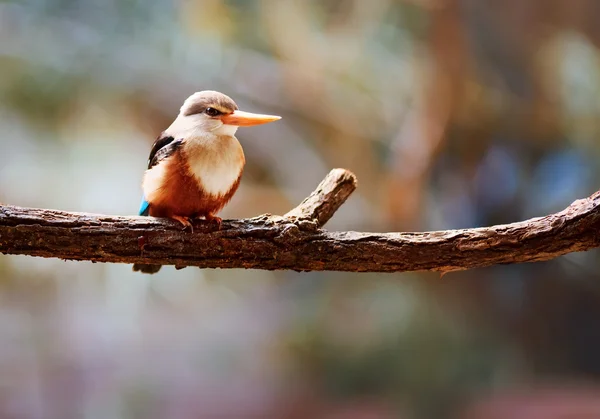 gri başlı kingfisher