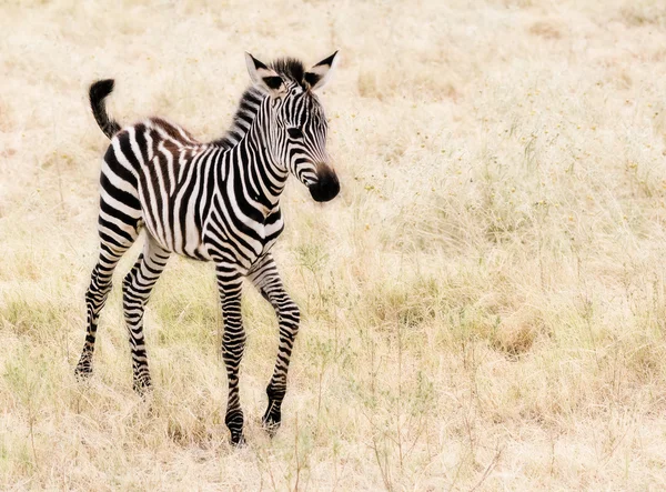 Zebra del bambino — Foto Stock