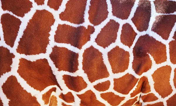Textur der Giraffenhaut Stockbild