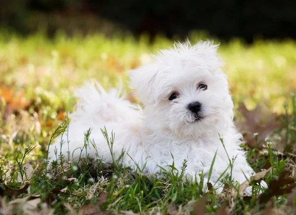 Cachorro maltés Imágenes De Stock Sin Royalties Gratis