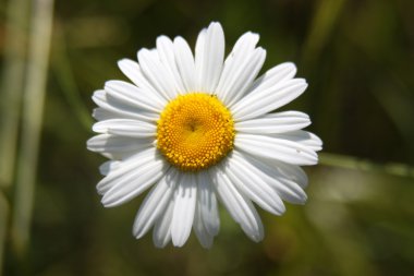 yeşil çim zemin üzerine beyaz papatya