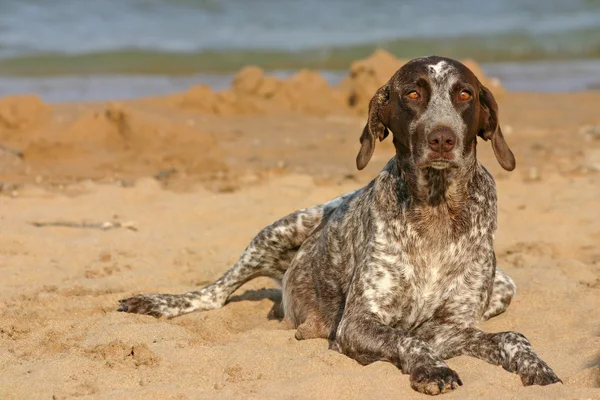 German shorthaired pointer on the beach Royalty Free Stock Images