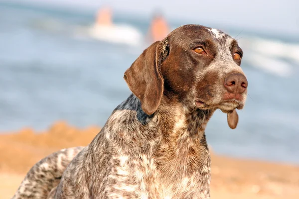 German shorthaired pointer on the beach closeup Royalty Free Stock Photos