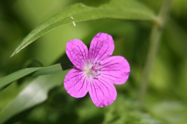 yeşil çim zemin üzerine mor çiçek