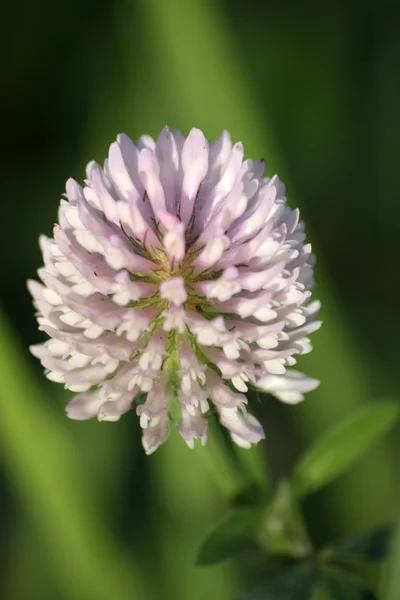 Witte klaver op een groen gras achtergrond — Stockfoto