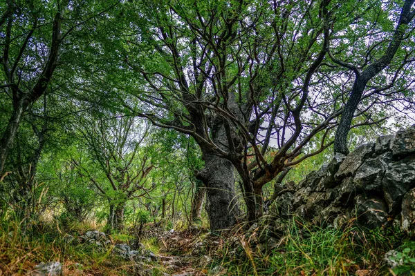 Floresta Verde Árvores Com Ramos Espalhados Cerca Pedra Montenegro Balcãs — Fotografia de Stock