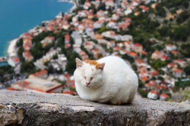 Kırmızı benekli sevimli beyaz bir kedi eski Kotor kasabasındaki bir kalenin antik duvarında huzur içinde uyur. Karadağ. Balkanlar. Kotor Körfezi.