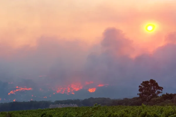 Granja vinícola cerca del fuego forestal — Foto de Stock