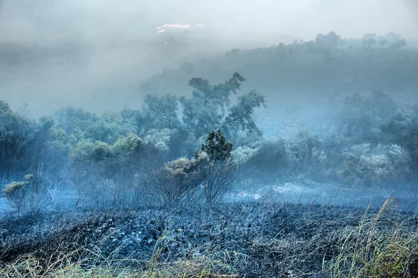 森林火災後の焦げた土地 — ストック写真