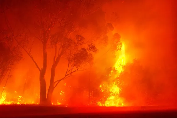 Fuego forestal en la noche —  Fotos de Stock