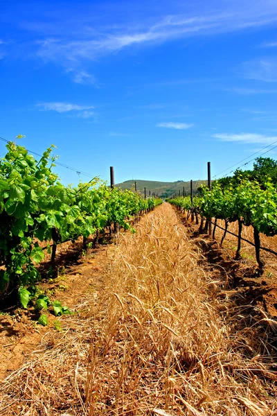 Trigo y uva en viñedos — Foto de Stock