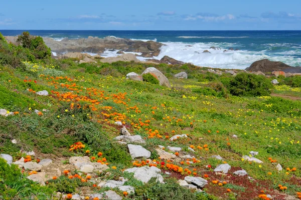 Bloem veld naast zee — Stockfoto