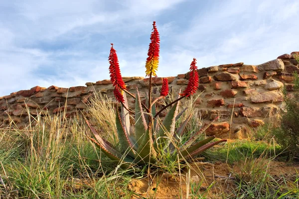 Rode woestijn bloem naast ruïne muur — Stockfoto