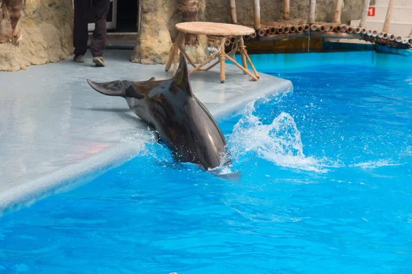 Dolphine slides from scene into water — Stock Photo, Image